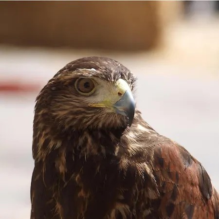 Ramajal Rural * Horcajo (Caceres)