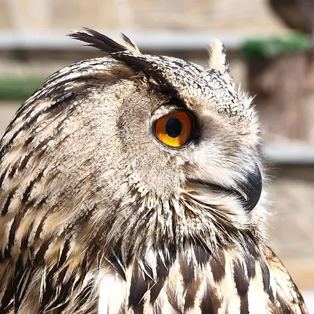 Ramajal Rural منزل ريفي