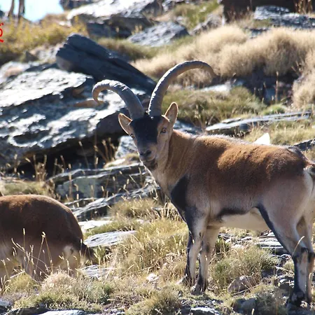 乡村民宿 Ramajal Rural