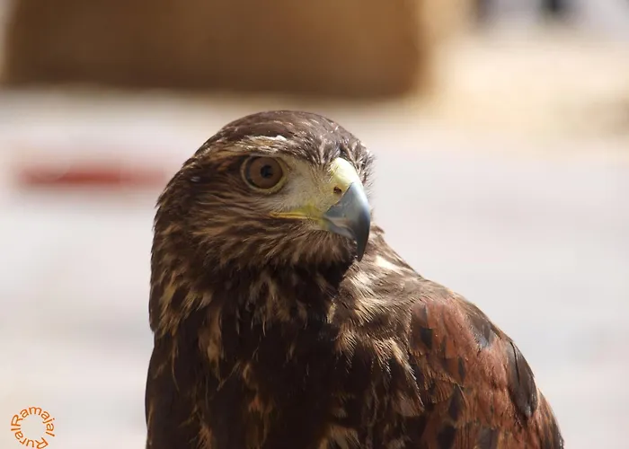 Ramajal Rural * Horcajo (Caceres)