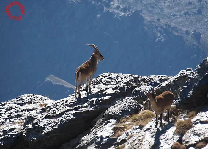 Casa rural Ramajal Rural