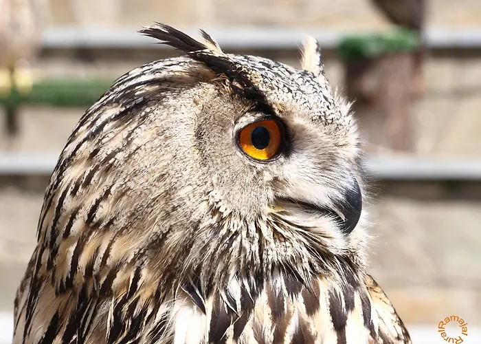 Ramajal Rural Casa rural